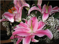 Beatiful Asian Lilies and big too